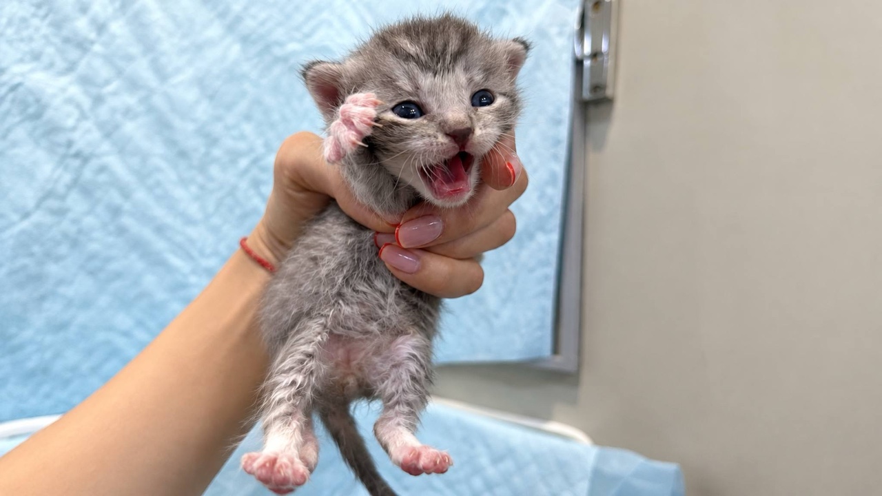 Четыре котенка